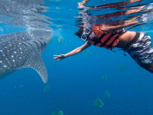 Philippines Tour Whale Sharks
