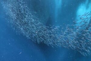 Sardine Run Moalboal | Part of 3 Week Philippines Itinerary | Do You Travel